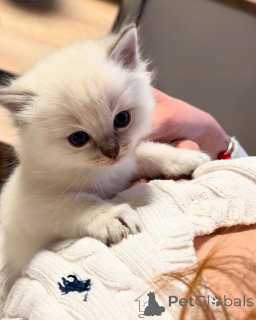 Foto №2 zu Ankündigung № 155403 zu verkaufen ragdoll-katze - einkaufen Finnland quotient 	ankündigung