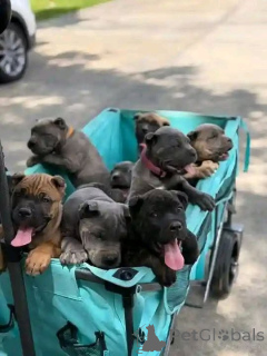 Foto №1. cane corso italiano - zum Verkauf in der Stadt Aalborg | 1€ | Ankündigung № 173406