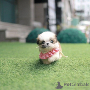 Foto №1. shih tzu - zum Verkauf in der Stadt Leeds | 1000€ | Ankündigung № 156440