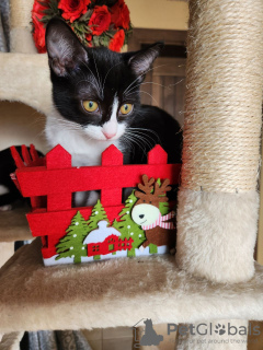 Foto №1. europäisch kurzhaar - zum Verkauf in der Stadt Vienna | verhandelt | Ankündigung № 127152