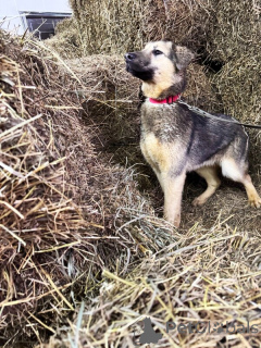 Foto №4. Ich werde verkaufen mischlingshund in der Stadt Lipezk.  - preis - Frei