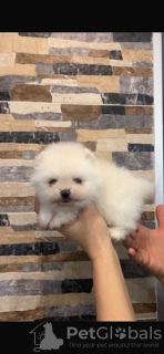 Foto №3. Pomeranian, wunderschöne Welpen. Serbien