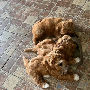 Foto №4. Ich werde verkaufen havaneser in der Stadt Chicago. züchter - preis - 531€