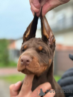 Foto №2 zu Ankündigung № 161448 zu verkaufen dobermann - einkaufen Serbien 