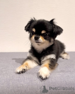 Foto №3. Entzückender Chihuahua. Belgien