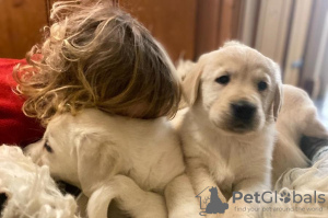 Foto №1. golden retriever - zum Verkauf in der Stadt Bucharest | 350€ | Ankündigung № 125734