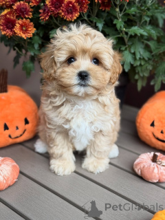 Foto №3. Lernen Sie Teddy, den Kuschelkönig, kennen! Immer bereit mit Liebe,. Luxemburg