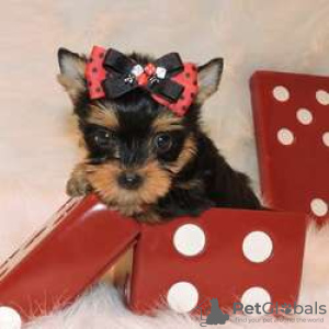 Foto №2 zu Ankündigung № 128412 zu verkaufen yorkshire terrier - einkaufen Finnland züchter