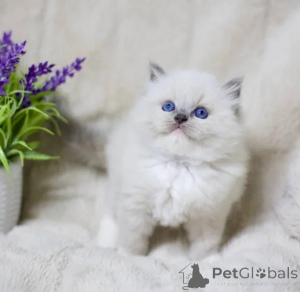 Foto №1. ragdoll-katze - zum Verkauf in der Stadt Baden-Baden | 350€ | Ankündigung № 177743