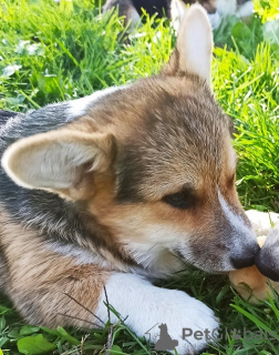 Foto №1. welsh corgi - zum Verkauf in der Stadt Валево | verhandelt | Ankündigung № 124907