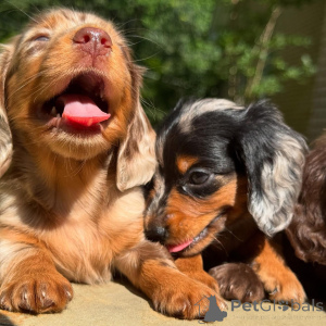 Foto №4. Ich werde verkaufen dackel in der Stadt Dublin. züchter - preis - verhandelt