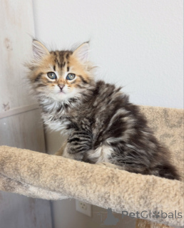 Foto №1. sibirische katze - zum Verkauf in der Stadt München | verhandelt | Ankündigung № 177866