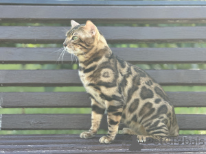 Foto №3. Wunderschöne Bengalkatze GrandInterChampion der Rasse. Großbritannien