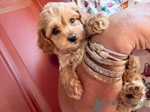 Foto №2 zu Ankündigung № 149823 zu verkaufen maltipu - einkaufen Deutschland quotient 	ankündigung, züchter