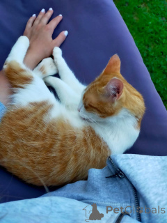 Foto №4. Ich werde verkaufen  in der Stadt Москва. quotient 	ankündigung - preis - Frei