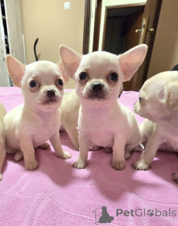 Foto №2 zu Ankündigung № 168864 zu verkaufen chihuahua - einkaufen Serbien züchter