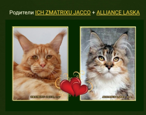 Foto №2 zu Ankündigung № 4480 zu verkaufen maine-coon-katze - einkaufen Russische Föderation quotient 	ankündigung