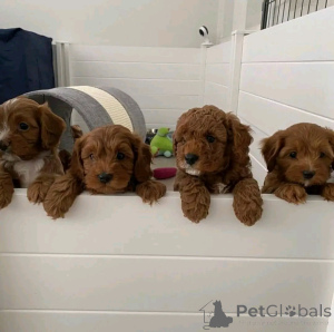 Foto №2 zu Ankündigung № 137801 zu verkaufen labradoodle - einkaufen USA züchter