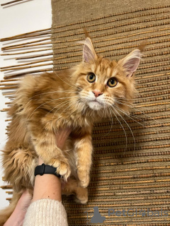 Foto №1. maine-coon-katze - zum Verkauf in der Stadt Kristinestad | 700€ | Ankündigung № 90288