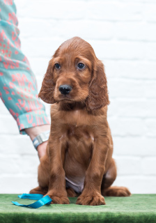 Foto №1. irish red setter - zum Verkauf in der Stadt Москва | 506€ | Ankündigung № 1741