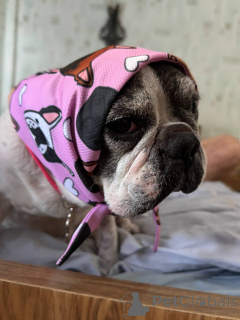 Foto №3. Süße und reife männliche französische Bulldogge zur Adoption in Glasgow. Großbritannien