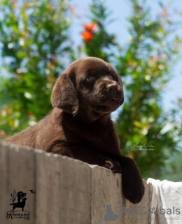 Foto №2 zu Ankündigung № 114046 zu verkaufen labrador retriever - einkaufen Serbien 