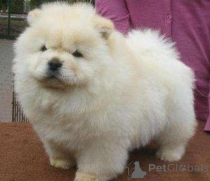 Foto №1. chow-chow - zum Verkauf in der Stadt Espoo | verhandelt | Ankündigung № 173987