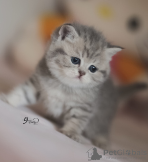 Foto №4. Ich werde verkaufen schottische faltohrkatze in der Stadt Стамбул. vom kindergarten, züchter - preis - verhandelt