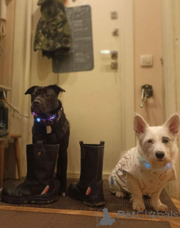 Foto №3. Auf der Suche nach der besten Familie für den besten Jungen!. Russische Föderation