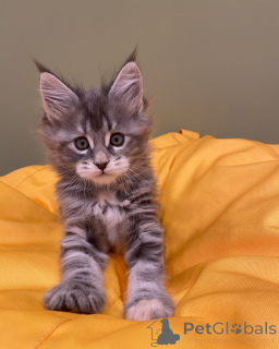 Foto №1. maine-coon-katze - zum Verkauf in der Stadt Düsseldorf | verhandelt | Ankündigung № 144962