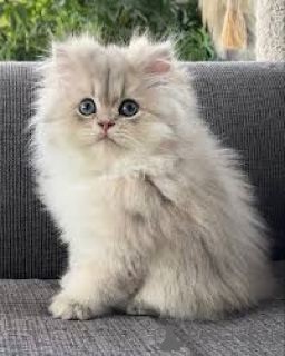 Foto №2 zu Ankündigung № 172704 zu verkaufen perserkatze - einkaufen Belgien quotient 	ankündigung, züchter