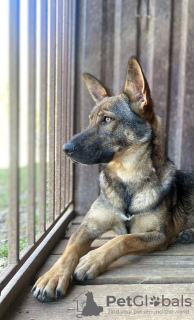 Foto №1. mischlingshund - zum Verkauf in der Stadt Москва | Frei | Ankündigung № 128715