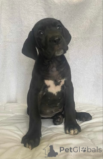 Foto №3. Deutsche Dogge. Serbien