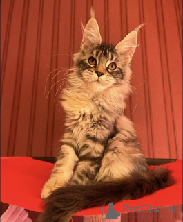 Foto №2 zu Ankündigung № 163671 zu verkaufen maine-coon-katze - einkaufen Deutschland züchter