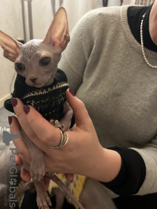 Foto №4. Ich werde verkaufen sphynx-katze in der Stadt Euskirchen. züchter - preis - 1000€