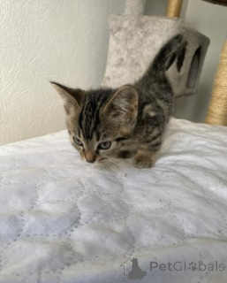 Foto №3. Munchkin-Kätzchen. Deutschland