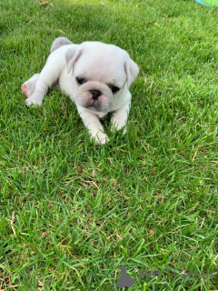 Foto №2 zu Ankündigung № 158983 zu verkaufen mops - einkaufen Estland quotient 	ankündigung, züchter