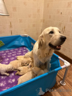 Foto №3. Golden Retriever -Welpen. USA