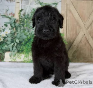 Foto №1. schnauzer - zum Verkauf in der Stadt Bad Klinkirchheim | 484€ | Ankündigung № 172778