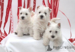 Foto №1. west highland white terrier - zum Verkauf in der Stadt Hagenow | 450€ | Ankündigung № 169465