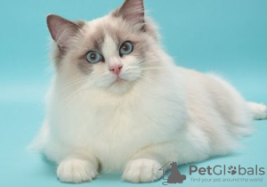 Foto №1. ragdoll-katze - zum Verkauf in der Stadt Puurs-Sint-Amands | Frei | Ankündigung № 128218