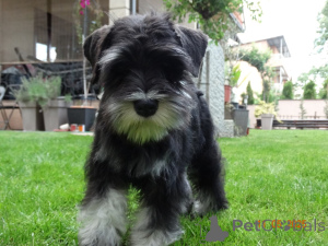 Foto №2 zu Ankündigung № 141410 zu verkaufen schnauzer - einkaufen Serbien züchter