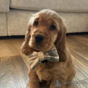 Foto №3. Lernen Sie Leo kennen, den Sonnenschein jedes Spaziergangs und den König jeder. Deutschland