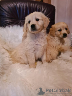 Foto №4. Ich werde verkaufen golden retriever in der Stadt Vilovo. züchter - preis - 150€