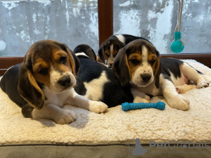 Foto №2 zu Ankündigung № 63451 zu verkaufen beagle - einkaufen USA 