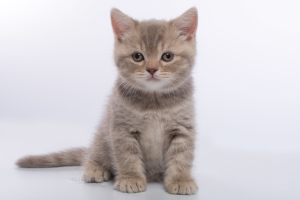 Zusätzliche Fotos: Britische Kätzchen - purpurroter beschmutzter Junge