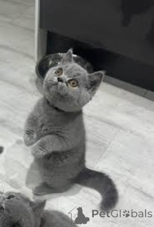 Foto №3. Kauniita brittiläisiä lyhytkarvaisia kissanpentuja myytävänä. Finnland