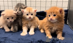 Foto №2 zu Ankündigung № 135697 zu verkaufen maine-coon-katze - einkaufen USA 