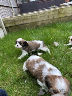 Foto №1.  - zum Verkauf in der Stadt Bernkastel-kues | verhandelt | Ankündigung № 166370