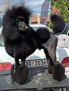 Foto №1. pudel (zwerg) - zum Verkauf in der Stadt Valeovo | verhandelt | Ankündigung № 163916